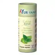 Coleus Extrait 10% De Forskoline 60 unités - élimination des graisses - AYur-vana 